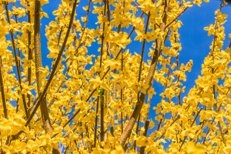 close up of yellow flowers on brown branchesの写真素材