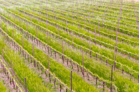 Peaceful Vineyards  in green farmland of the countryside in northern Italyの写真素材