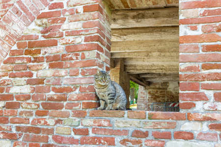 tabby cat on the edge of a window in a brick wall in an old mill in Emilia Romagnaの写真素材
