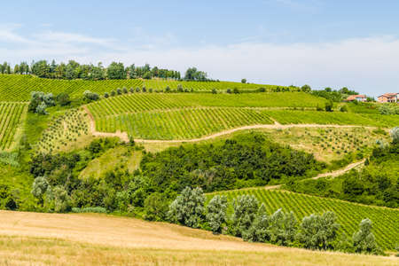 The vibrant colors of Agricultural cultivated fields in Italy during the spring