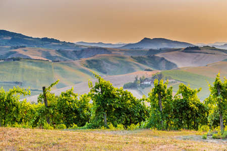 Organic farming in hill - lush vineyards and farmland in the quiet hilly countrysideの写真素材