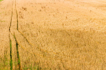 parallel tracks left by the tires of agricultural vehicles in a wheat fieldの写真素材