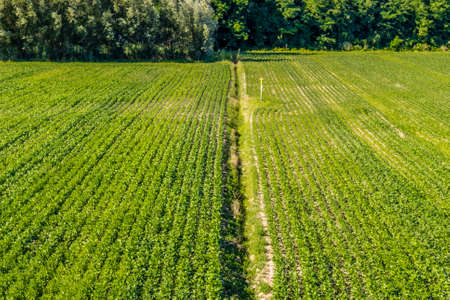 trees and green farmlands in Emilia Romagna in in Italyの写真素材