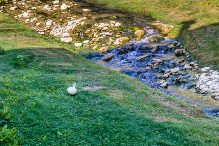 goose along the waters of the stream Tramazzo while bathing the hill village of Tredozio in Romagna in the countryside in Northern Italyの写真素材