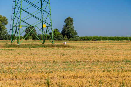 agriculture and industry - woman dressed in pink while collecting agricultural products under a high voltage giant pylonの写真素材