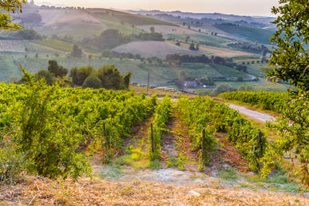 Organic farming in hill - lush vineyards and farmland in the quiet hilly countrysideの写真素材