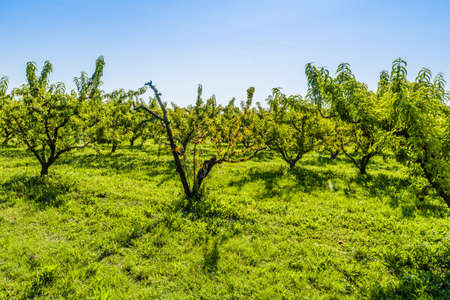 agricuture troubles - dried fruits on dying peach tree without leaves among healthy ones in Italian countryの写真素材