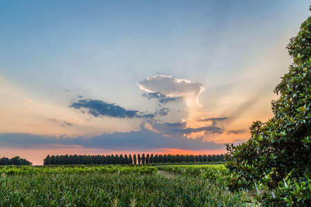 Sunset on trees and green farmlands in Emilia Romagna in in Italyの写真素材