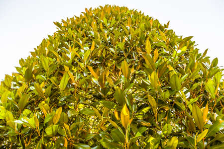 the green leaves of a magnolia tree pointing to heaven