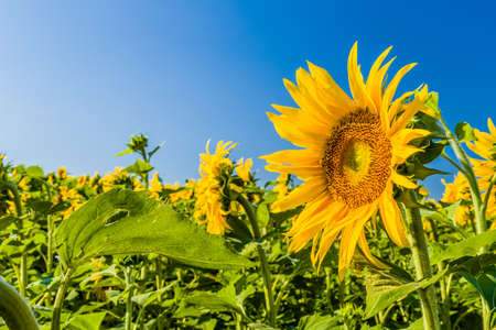 sunflower fields - the arrival of summer is announced by the bright yellow of Helianthus annuus,flower symbol of sun and heatの写真素材