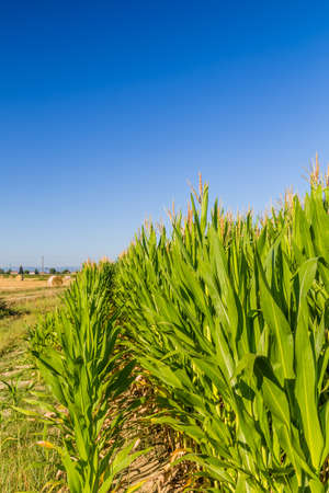 wheat and corn - bales of hay cut on wheat fields just harvested next to maize fields in the Italian countrysideの写真素材