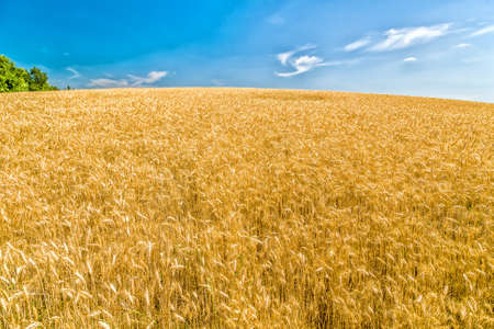The vibrant yellow and orange colors of wheat fields during spring  in Italyの写真素材