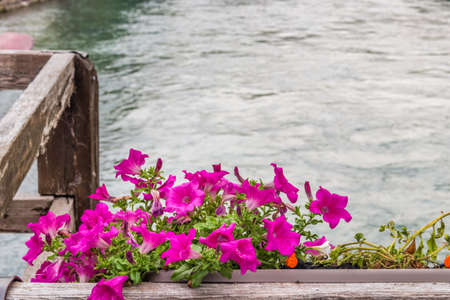 Petunias and waters of flowing riverの写真素材