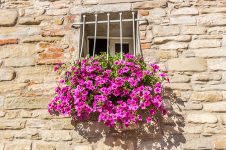 rectangular square window with white shutters and pots of fuchsia hanging petuniasの写真素材