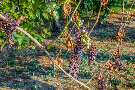 bunches of withered grapes and bunches of unripe grapes on the same vine plantの写真素材