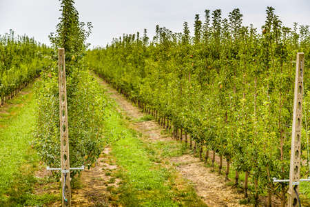 rows of pear trees grown according to the principles of modern agriculture in the countryside of Emilia Romagna in Italyの写真素材