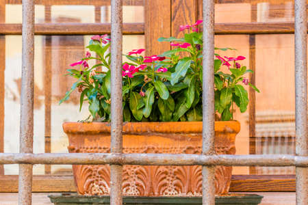 window with vintage black railings and pots of Impatiens Sultaniiの写真素材