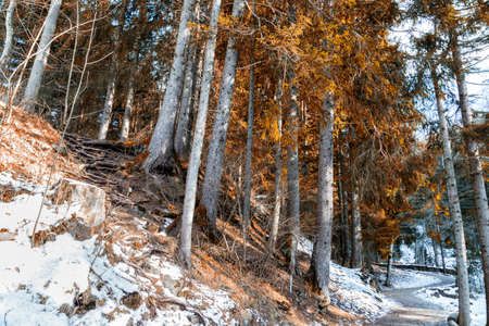 Brown walk path in a forest of green pines, spruces and firs on Dolomites in winterの写真素材