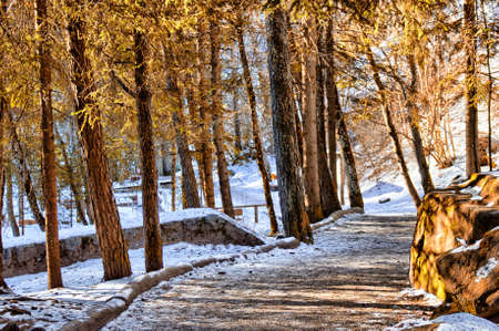 Brown walk path in a forest of green pines, spruces and firs on Dolomites in winterの写真素材