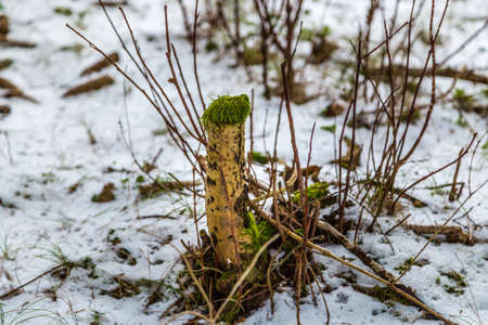 plant which looked alien in a snowy mountain forestの写真素材