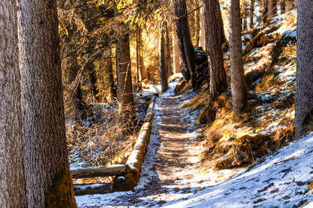 Brown walk path in a forest of green pines, spruces and firs on Dolomites in winterの写真素材