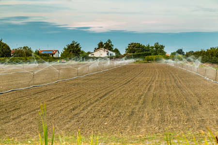 Irrigation of plowed and sown agricultural field with sprinklers