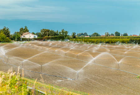 Irrigation of plowed and sown agricultural field with sprinklersの写真素材