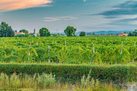 green vineyards in the Italian countrysideの写真素材