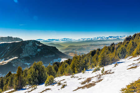 Coniferous forests at high altitude on the snowy mountains