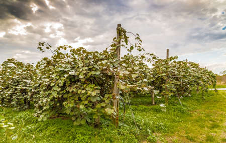 cultivation of kiwi plants arranged in rowsの写真素材