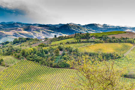 Green rolling hills covered with vineyards and other crops in Italyの写真素材