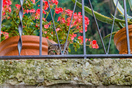 tabby cat looking with deep green eyes behind iron railing and next to pots of red geraniumsの写真素材