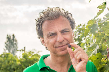 man tastes the grapes in a vineyard