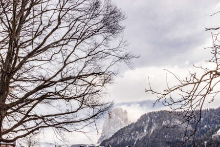 tree branches against the background of snow-capped mountains on the Italian Alpsの写真素材