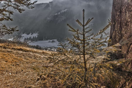 Little pine tress overlooking snowy valley in Dolomitesの写真素材
