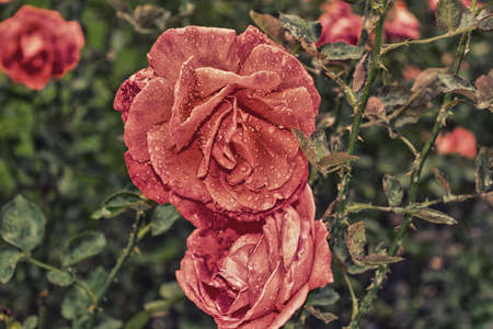 Raindrops on Red Rose: green leaves bushes and vibrant colored flowers in gardens on Petrin hill in Prague in a cloudy sunset just after rain in a summer evening of Augustの写真素材