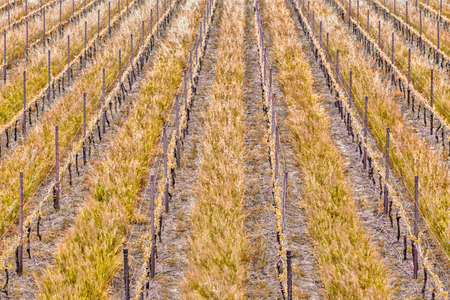 Peaceful Vineyards  in green farmland of the countryside in northern Italy