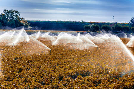 modern agriculture tecniques -  water irrigation of cultivated fields in the countryside in the...