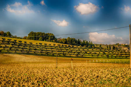 Autumn in agriculture in cultivated fields in Emilia Romagna: vineyards, olive groves and other crops on sloping hillsの写真素材