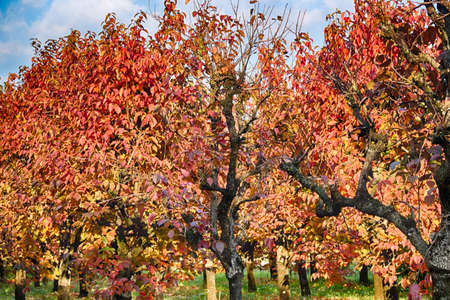 In autumn red, yellow and orange of a cultivation of persimmon trees planted in regular rows.