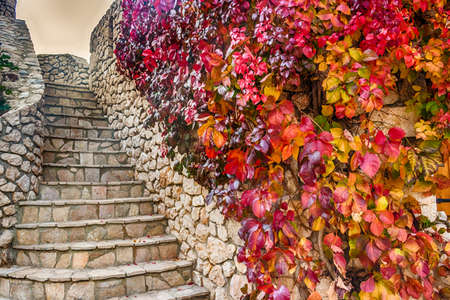 Virginia creeper on stone walls, red and orange leaves in autumnの写真素材