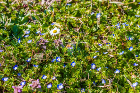 bee flying on daisy among blue country flowersの写真素材