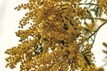 mimosa, the characteristic flower of the Women Dayの写真素材