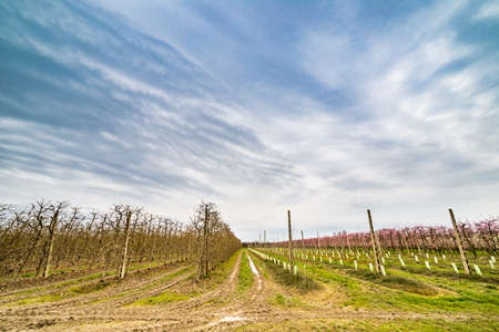 modern agriculture organizes fields into regular geometries of orchards that herald the arrival of spring with the first bloomsの写真素材