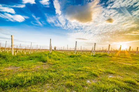 cultivation of fruit trees in the countryside of Emilia Romagna in Italy, seedlings with plastic and cement braceの写真素材