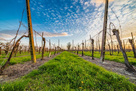 cultivation of fruit trees in the countryside of Emilia Romagna in Italy, leafless vineyards organized into filesの写真素材