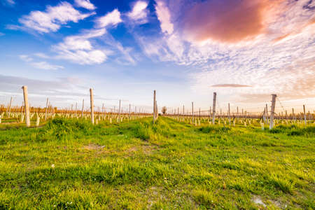 cultivation of fruit trees in the countryside of Emilia Romagna in Italy, seedlings with plastic and cement braceの写真素材