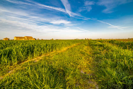 Wheel tracks in green cultivated fieldsの写真素材