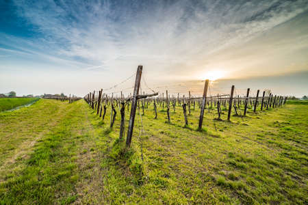 leafless vineyards clinging to supports made of wooden planks, concrete poles and steel cables according to modern agricultureの写真素材