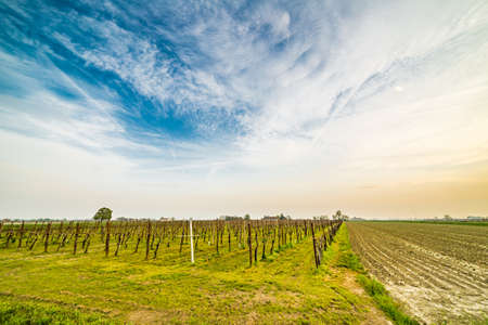 vineyards near small young seedlings growing in cultivated fields in the plains in the countryside of Emilia Romagna in Italyの写真素材